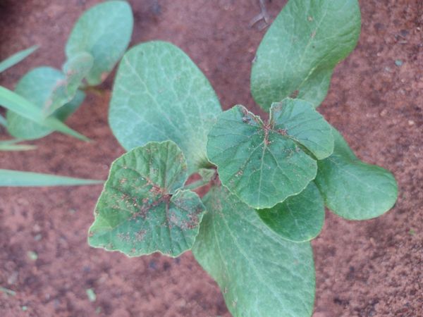 Identificação da planta Melão por foto
