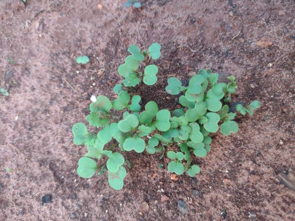Identificação da planta Nabo-bravo por foto