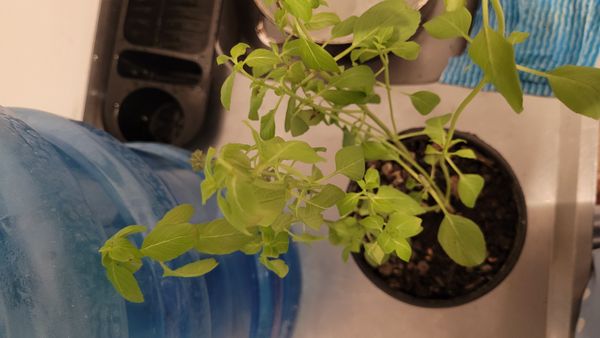 Identificação da planta Manjericão por foto