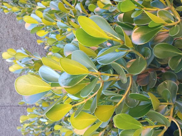 Identificação da planta Abaneiro por foto