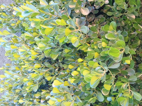 Identificação da planta Abaneiro por foto