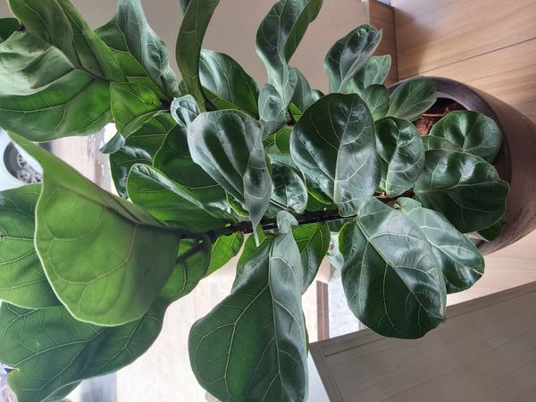 Identificação da planta Figueira-lira por foto
