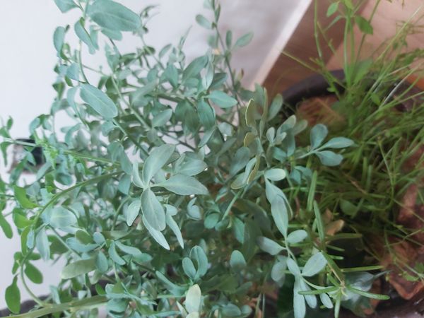 Identificação da planta Arruda por foto