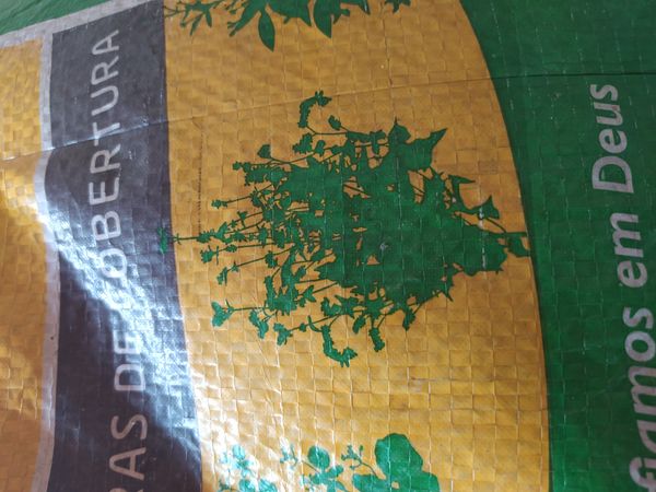 Identificação da planta Erva-de-sapo por foto