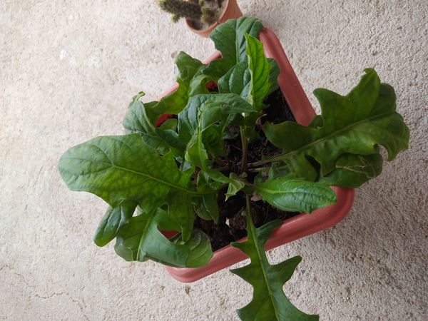 Identificação da planta Gérbera por foto