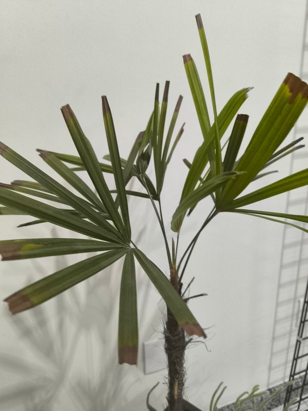 Identificação da planta Sexo por foto