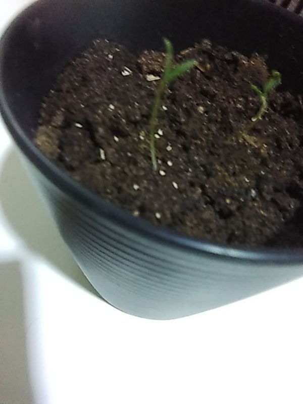 Identificação da planta Alho por foto