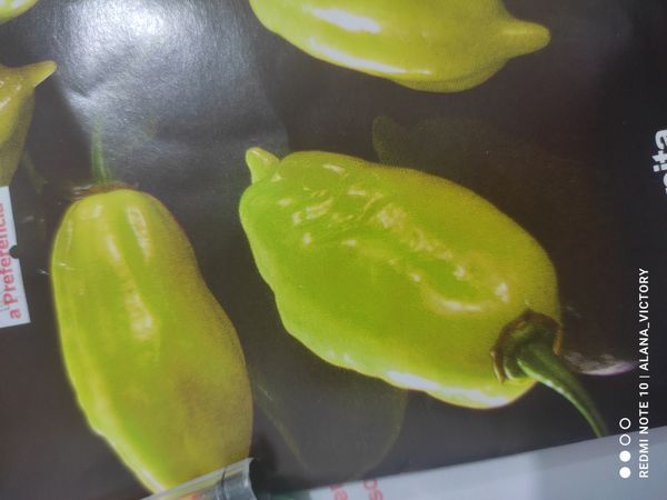 Identificação da planta Pimenta-de-cheiro por foto