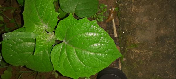 Identificação da planta Camapu por foto