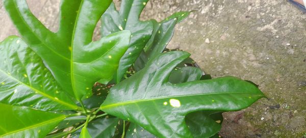 Identificação da planta Guarabu por foto