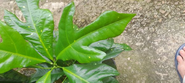 Identificação da planta Cróton por foto