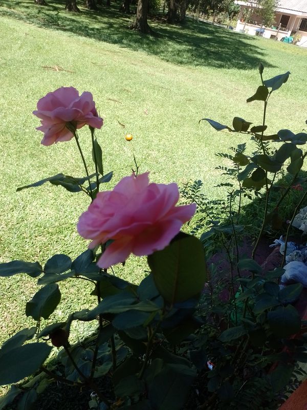 Identificação da planta Rosa por foto
