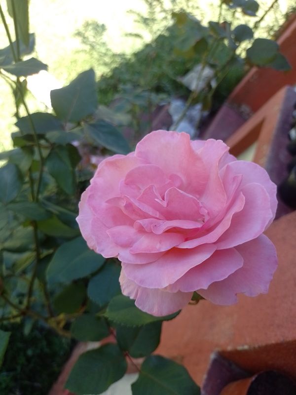 Identificação da planta Rosa por foto