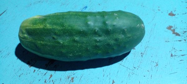 Identificação da planta Pepino por foto