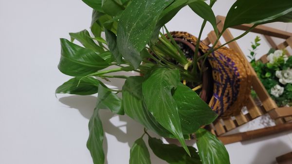Identificação da planta Como cuida do lirio por foto
