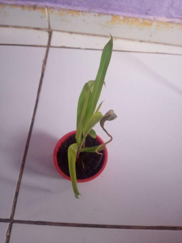 Identificação da planta Milho por foto
