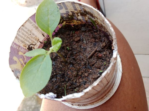 Identificação da planta Berinjela por foto