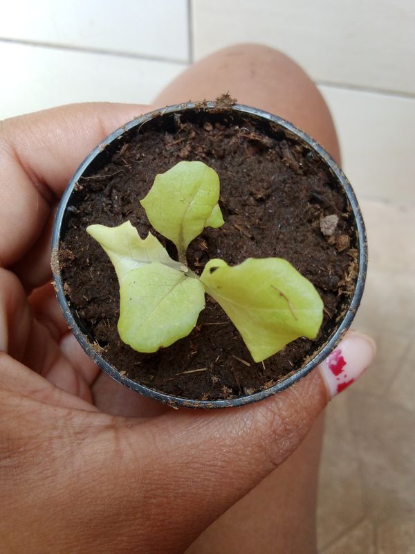Identificação da planta Alface por foto