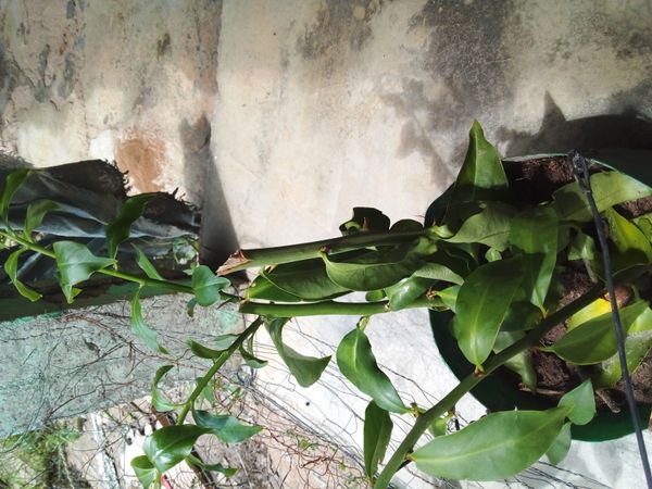 Identificação da planta Ora-pro-nóbis por foto