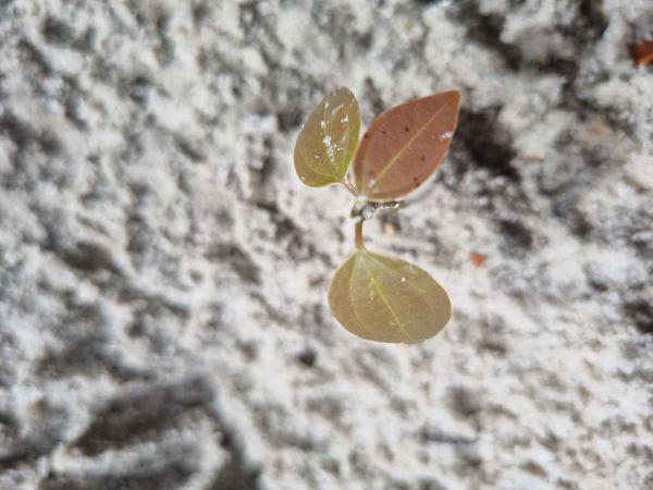 Identificação da planta Espinheiro-de-cristo por foto