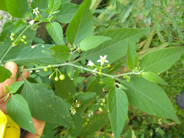 Identificação da planta Maria-pretinha por foto