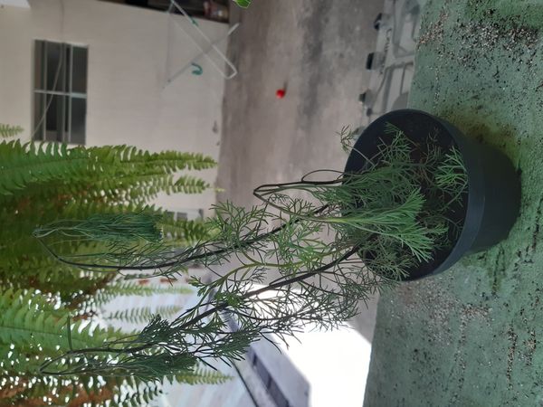 Identificação da planta Abrótano por foto