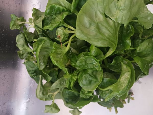 Identificação da planta Espinafre por foto