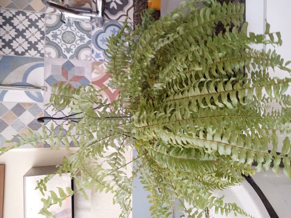 Identificação da planta Samambaia por foto