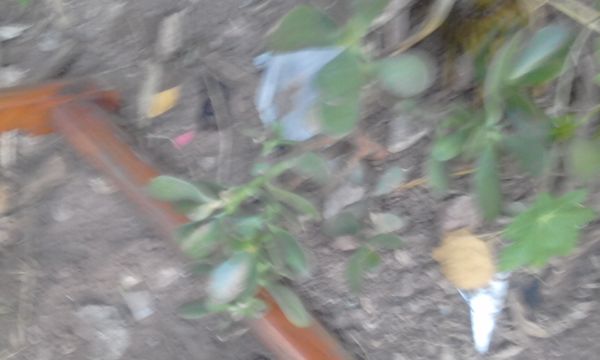 Identificação da planta Portulaca por foto