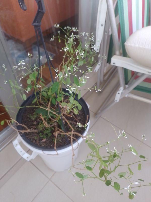 Identificação da planta Leucena por foto