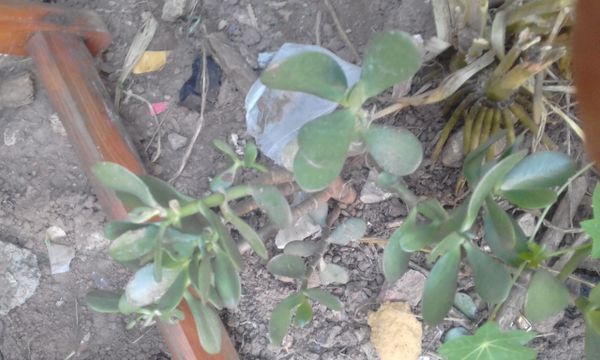 Identificação da planta Rabo-de-burro por foto
