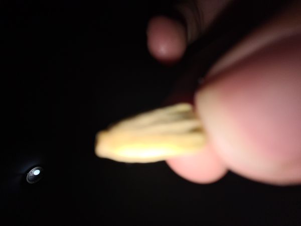 Identificação da planta Fritillaria pudica não possui um nome popular amplamente reconhecido no Brasil por foto