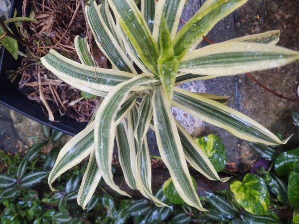 Identificação da planta Pleomele por foto