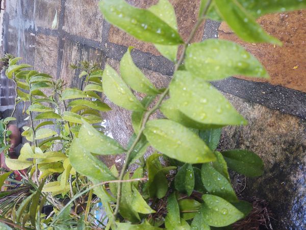 Identificação da planta Ora-pro-nóbis por foto