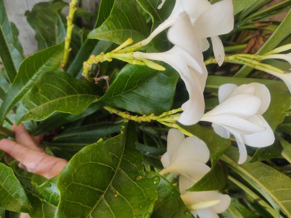 Identificação da planta Véu de noiva por foto