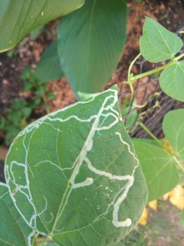 Identificação da planta Feijão por foto