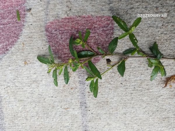 Identificação da planta Guanxuma por foto