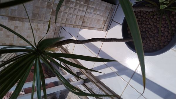 Identificação da planta Pleomele por foto
