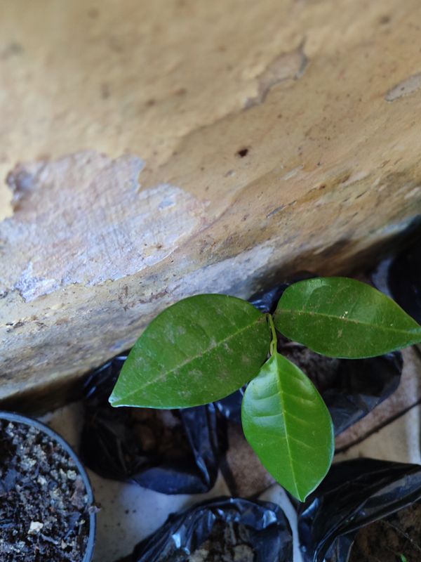 Identificação da planta Graviola por foto