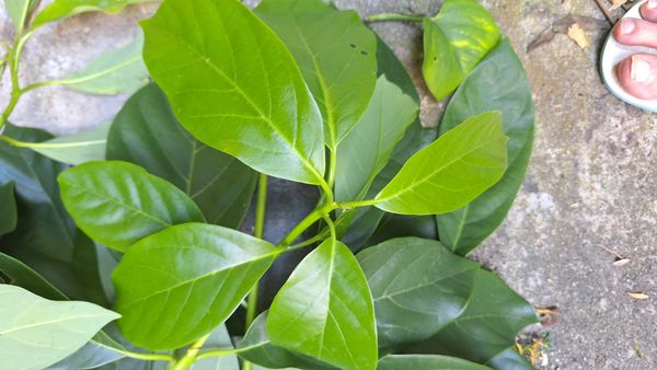 Identificação da planta Cempedáque por foto
