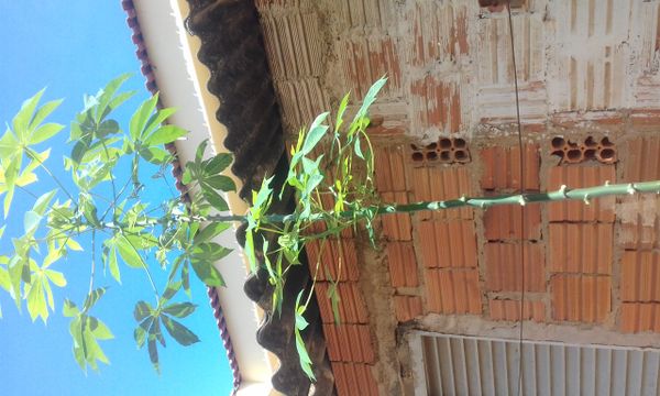 Identificação da planta Mandioca por foto