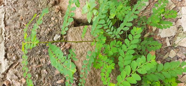 Identificação da planta Quebra-pedra por foto