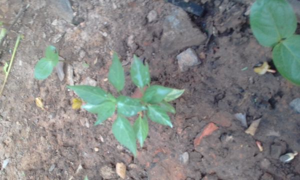 Identificação da planta Malagueta por foto