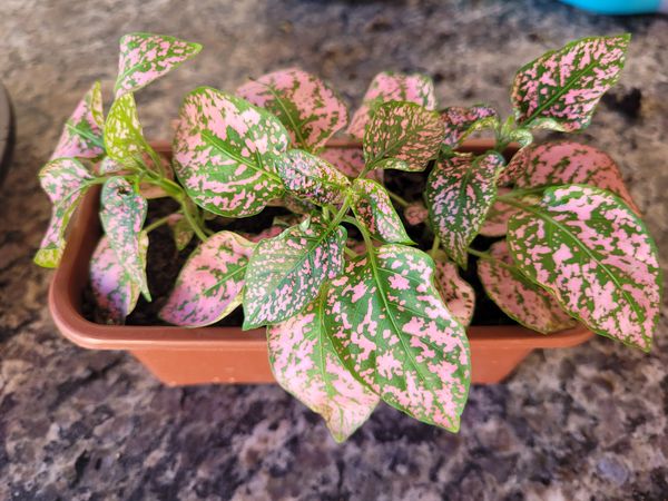 Identificação da planta Planta-pintada por foto