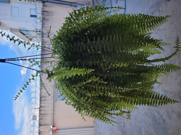Identificação da planta Samambaia por foto