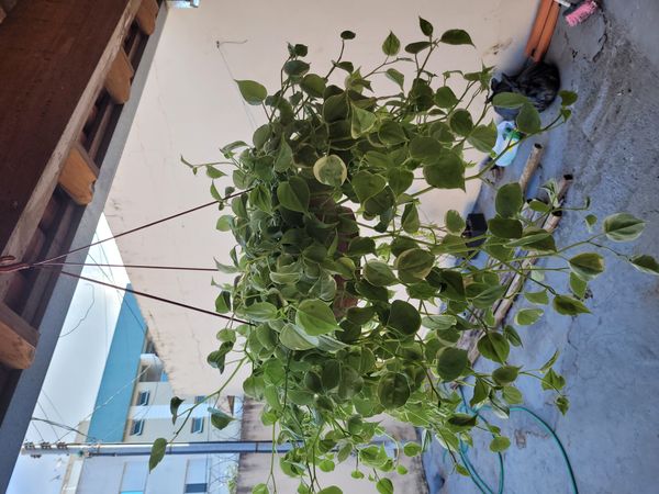 Identificação da planta Oriri por foto