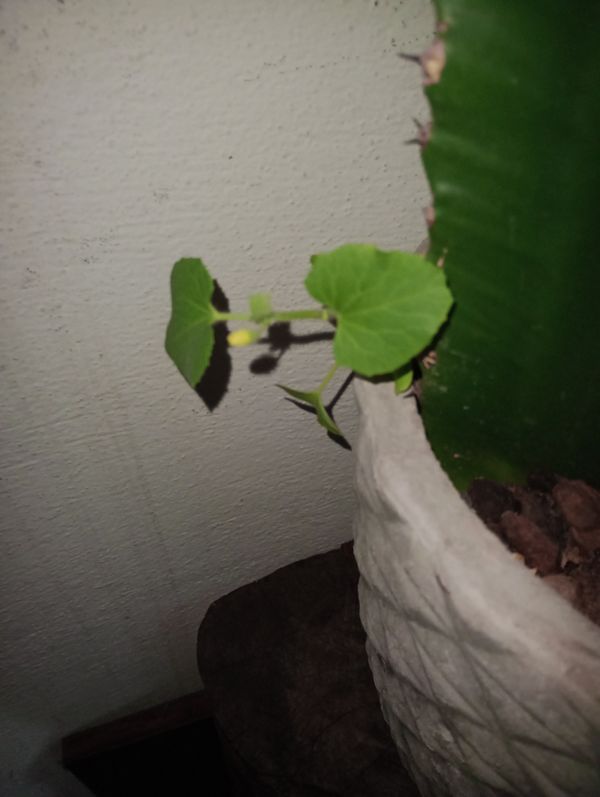 Identificação da planta Melão por foto