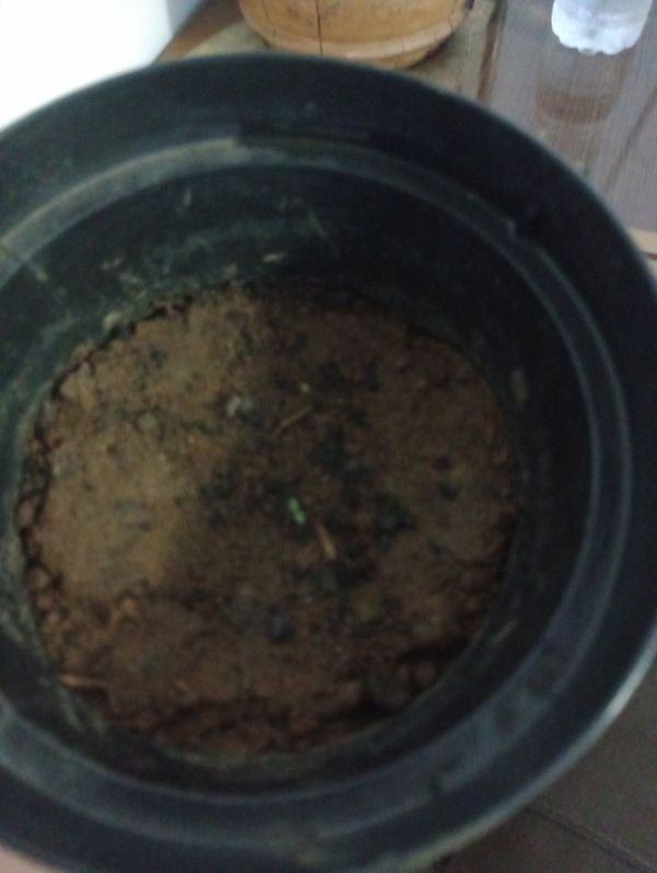 Identificação da planta Jasmim-do-igapó por foto