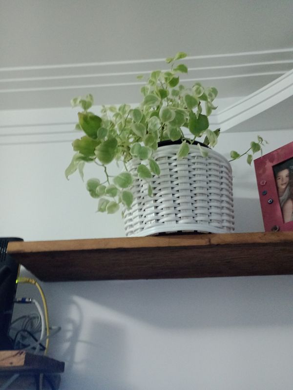 Identificação da planta Oriri por foto