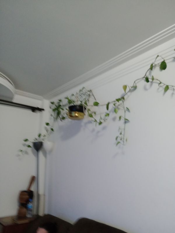 Identificação da planta Corda-de-sapo por foto